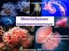 Многообразие кишечнополостных (7 класс)