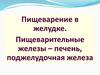 Пищеварение в желудке. Пищеварительные железы – печень, поджелудочная железа