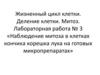 Наблюдение митоза в клетках кончика корешка лука на готовых микропрепаратах