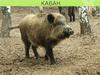 Кабан