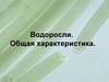 Водоросли. Общая характеристика