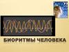 Биоритмы человека
