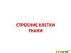Строение клетки. Ткани