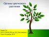 Органы цветкового растения. Притча об одуванчике