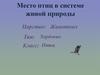 Место птиц в системе живой природы. Царство: Животных