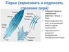 Перья. Строение пера