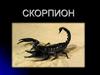 Скорпион