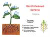 Вегетативные органы. Корень, его функции, строение и пути транспорта веществ по корню