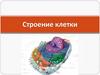 Строение клетки. Структурная единица как растительного так и животного организма