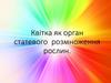 Квітка як орган статевого розмноження рослин
