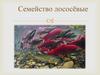 Семейство Лососёвые