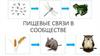 Пищевые связи в сообществе