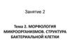 Морфология микроорганизмов. Структура бактериальной клетки  (тема 2. 2)