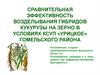 Сравнительная эффективность возделывания гибридов кукурузы на зерно в условиях КСУП «Урицкое»