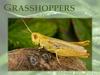 Grasshoppers
