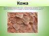 Кожа
