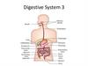 Digestive System