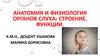 Анатомия и физиология органов слуха: строение, функции