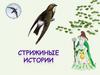Стрижиные истории