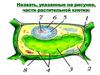 Ткани растений. Части растительной клетки