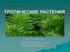 Тропические растения