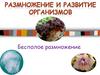 Размножение и развитие организмов. Бесполое размножение
