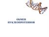 Обмен нуклеопротеинов