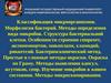 Классификация микроорганизмов. Морфология бактерий. Методы определения вида микробов. Структура бактериальной клетки