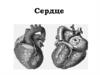 Сердце