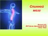 Спинной мозг