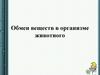 Обмен веществ в организме животного. Что такое «обмен веществ»?