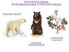 Критерии вида. Популяционная структура вида