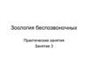Зоология беспозвоночных. Занятие 3
