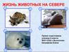 Жизнь животных на севере