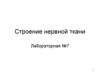 Строение нервной ткани. Лабораторная №7