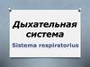 Дыхательная система