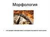 Морфология. Самостоятельные части речи