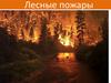 Лесные пожары