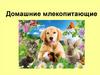 Домашние млекопитающие