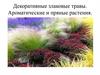 Декоративные злаковые травы. Ароматические и пряные растения