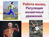 Работа мышц. Регуляция мышечных движений
