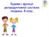 Будова і функції репродуктивної системи людини. 8 клас