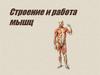 Строение и работа мышц