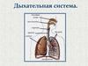 Дыхательная система