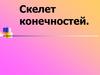 Скелет конечностей