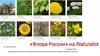 «Флора России» на iNaturalist
