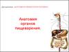 Анатомия органов пищеварения  (лекция 12)