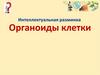 Органоиды клетки