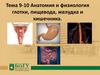 Анатомия и физиология глотки, пищевода, желудка и кишечника. Тема 9-10
