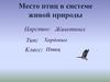Место птиц в системе живой природы. Царство: Животных